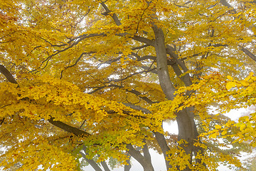 Image showing autumn leaf