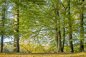 Image showing autumn trees