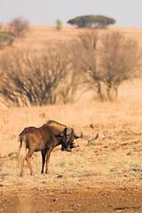 Image showing Wildebeest #2