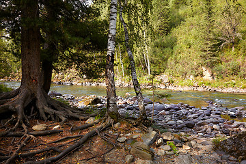 Image showing Altai river Kumir