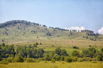 Image showing Altai meadows