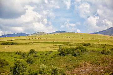 Image showing Altai meadows