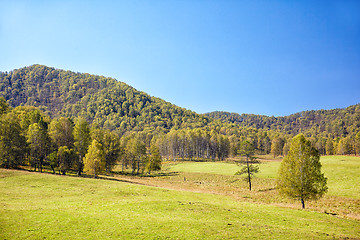 Image showing Altai meadows