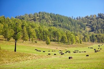 Image showing Herd of horses