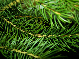 Image showing Branches fir-tree