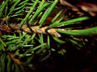 Image showing Fir-tree trunk