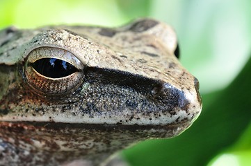 Image showing A Brown Tree Frog