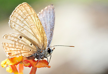 Image showing A Brown Butterfly