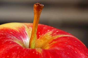 Image showing Apple stem Coloseup