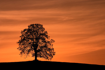 Image showing Lonely tree