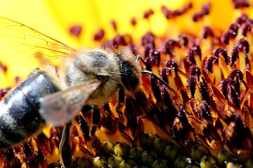 Image showing Bee on Sunflower Closeup