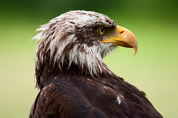 Image showing Eagle