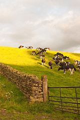 Image showing In Yorkshire Dales