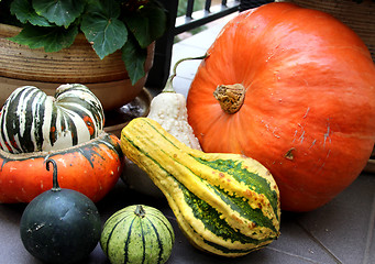 Image showing Autumn vegetables 