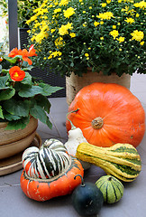 Image showing Autumn vegetables 