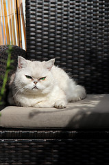 Image showing White beautiful cat sitting on sunny terrace