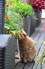 Image showing Modern terrace with cat and flowers