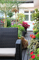 Image showing Modern terrace with cat and flowers