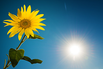 Image showing Sunflower and sky