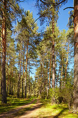 Image showing Altai pine forest