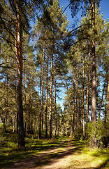 Image showing Altai pine forest