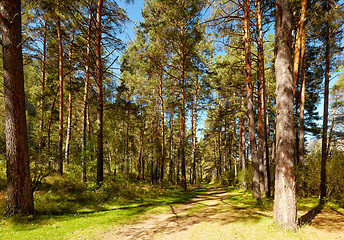 Image showing Altai pine forest