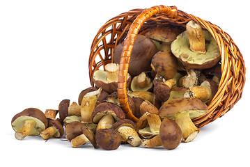 Image showing Wicker basket with yellow boletus mushrooms near. 