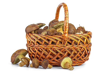 Image showing Wicker basket with yellow boletus mushrooms near. 