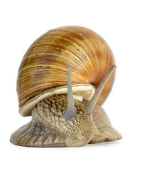 Image showing Snail portrait