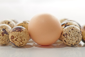 Image showing Quail eggs and chiken egg