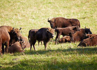 Image showing European bison 