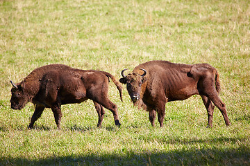 Image showing European bison 