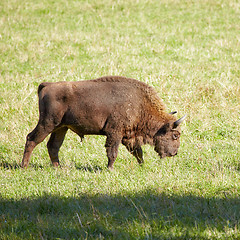 Image showing European bison 