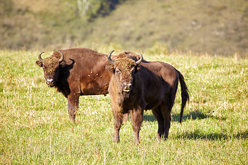 Image showing European bison 