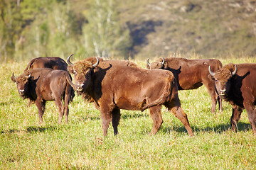 Image showing European bison 