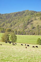 Image showing European bison 