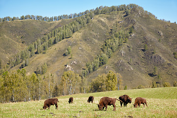 Image showing European bison 