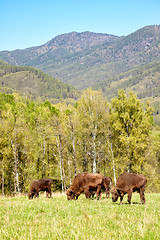 Image showing European bison 