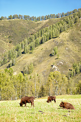 Image showing European bison 