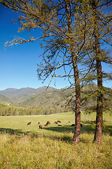 Image showing European bison 