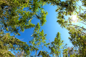 Image showing Cannabis