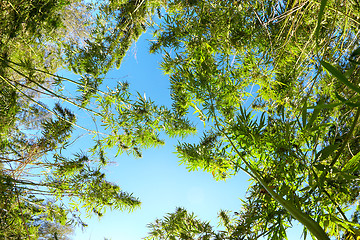 Image showing Cannabis