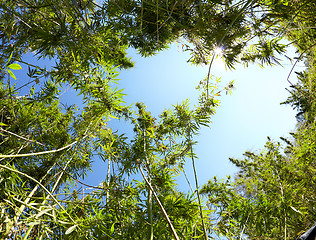 Image showing Cannabis