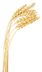 Image showing wheat ears