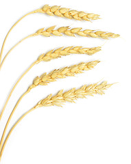 Image showing wheat on white