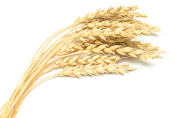 Image showing wheat isolated