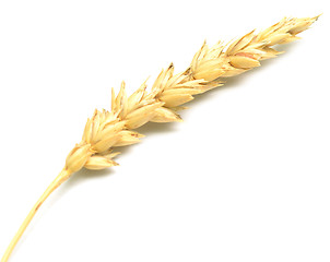 Image showing wheat spike