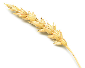 Image showing wheat spike