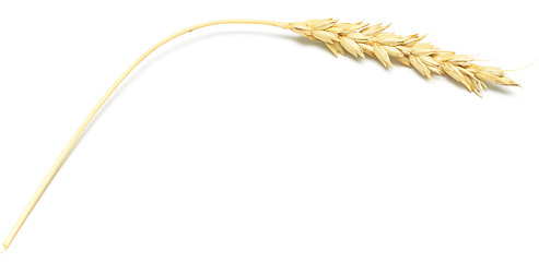 Image showing wheat spike