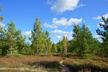 Image showing Green forest